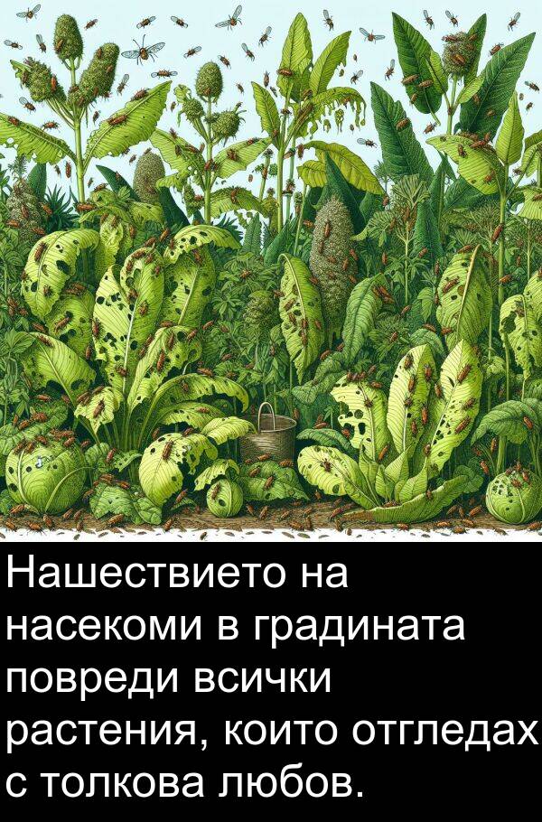 любов: Нашествието на насекоми в градината повреди всички растения, които отгледах с толкова любов.