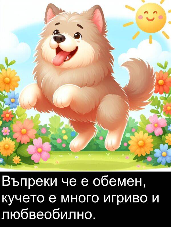 игриво: Въпреки че е обемен, кучето е много игриво и любвеобилно.