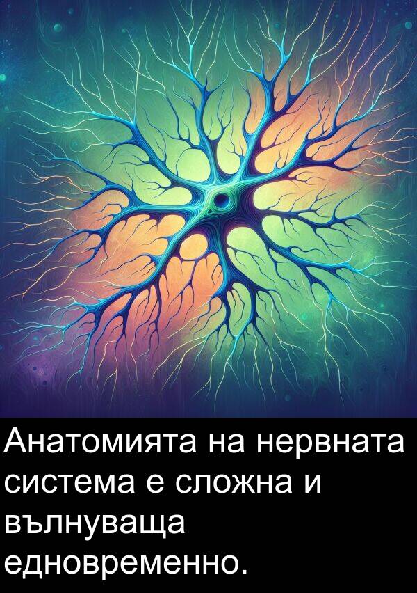 едновременно: Анатомията на нервната система е сложна и вълнуваща едновременно.