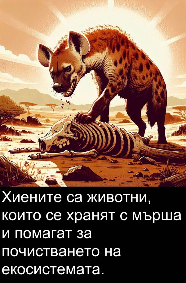 хранят: Хиените са животни, които се хранят с мърша и помагат за почистването на екосистемата.