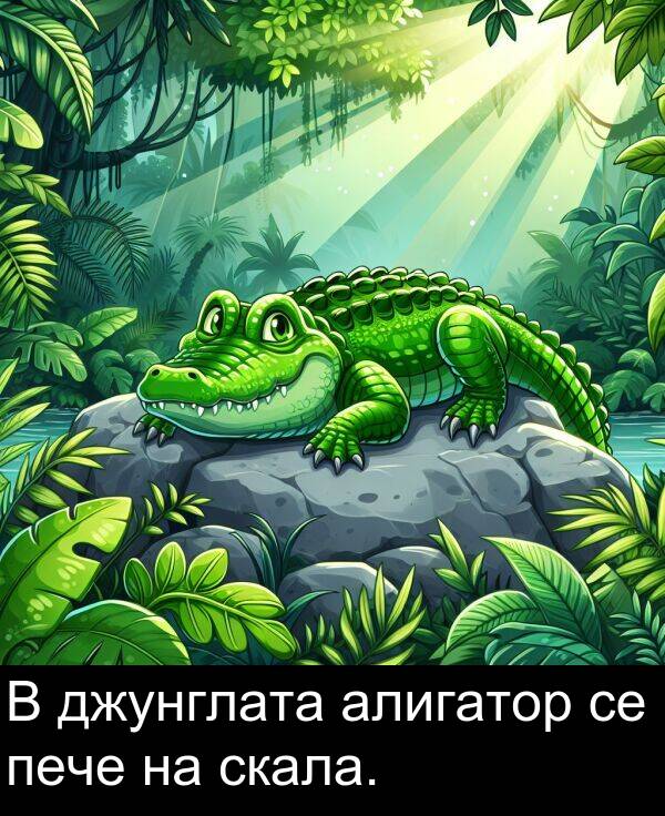 скала: В джунглата алигатор се пече на скала.