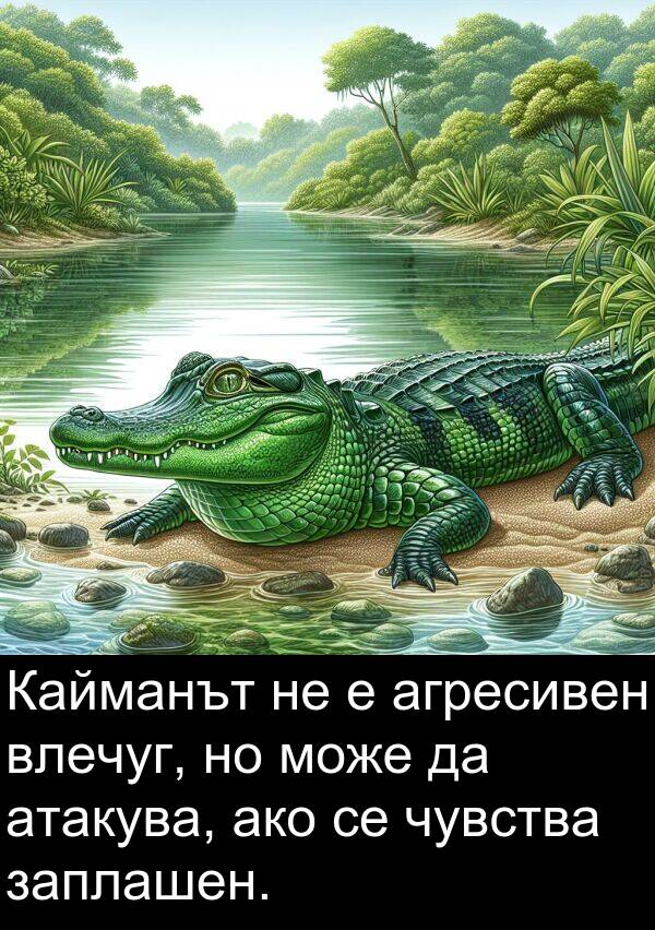 агресивен: Кайманът не е агресивен влечуг, но може да атакува, ако се чувства заплашен.