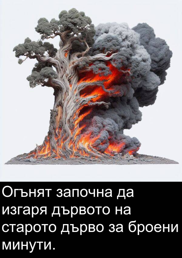 минути: Огънят започна да изгаря дървото на старото дърво за броени минути.