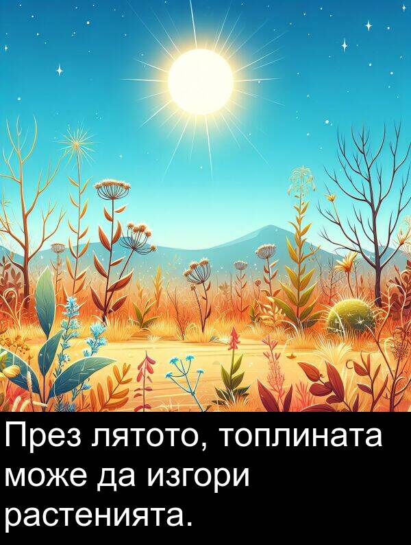 може: През лятото, топлината може да изгори растенията.