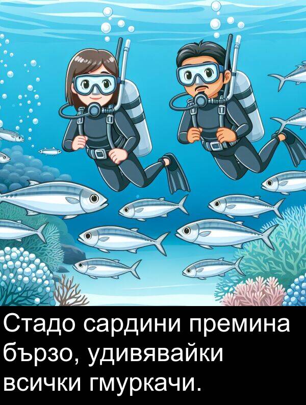 удивявайки: Стадо сардини премина бързо, удивявайки всички гмуркачи.