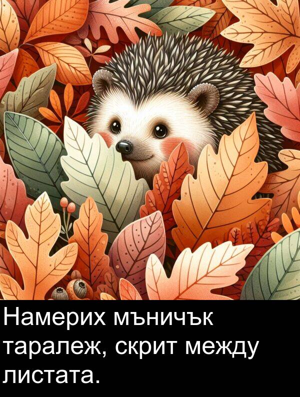 между: Намерих мъничък таралеж, скрит между листата.