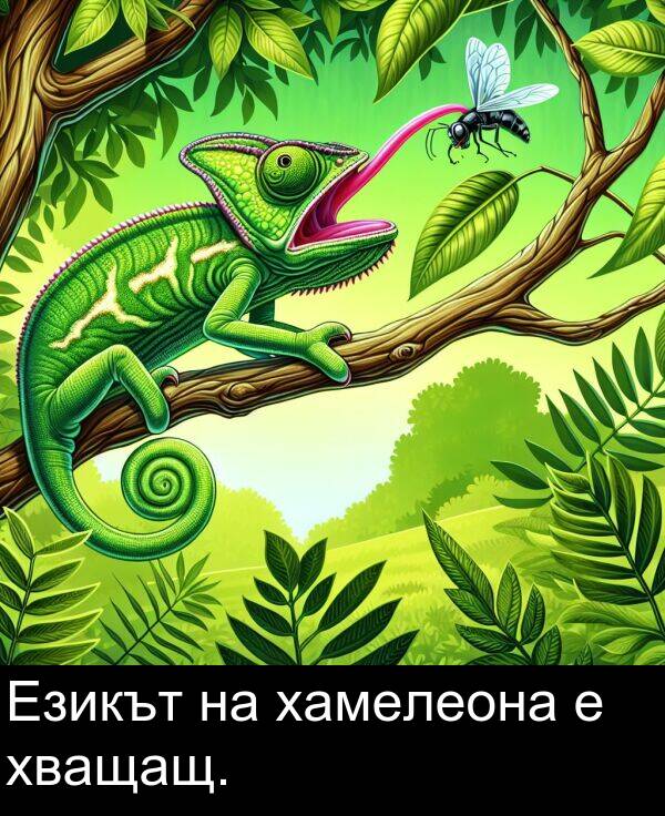 хамелеона: Езикът на хамелеона е хващащ.