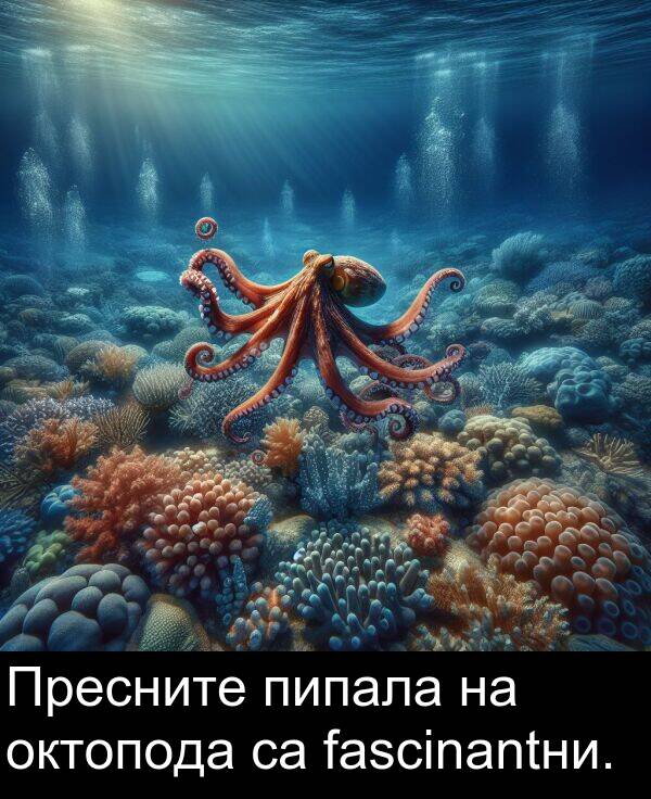 октопода: Пресните пипала на октопода са fascinantни.