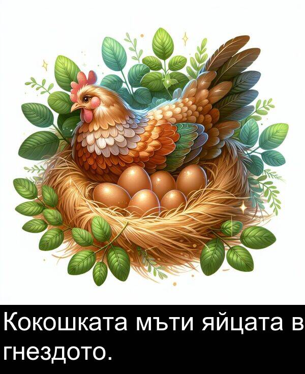 яйцата: Кокошката мъти яйцата в гнездото.