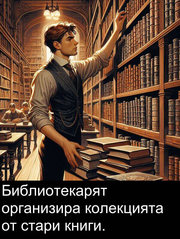 стари: Библиотекарят организира колекцията от стари книги.