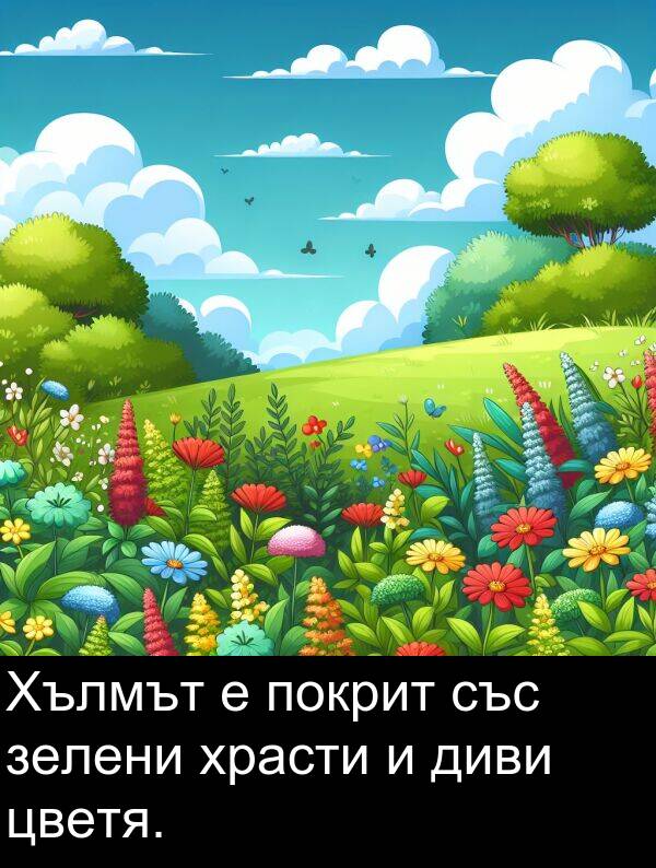 зелени: Хълмът е покрит със зелени храсти и диви цветя.