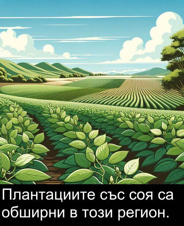 обширни: Плантациите със соя са обширни в този регион.