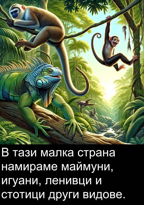 игуани: В тази малка страна намираме маймуни, игуани, ленивци и стотици други видове.