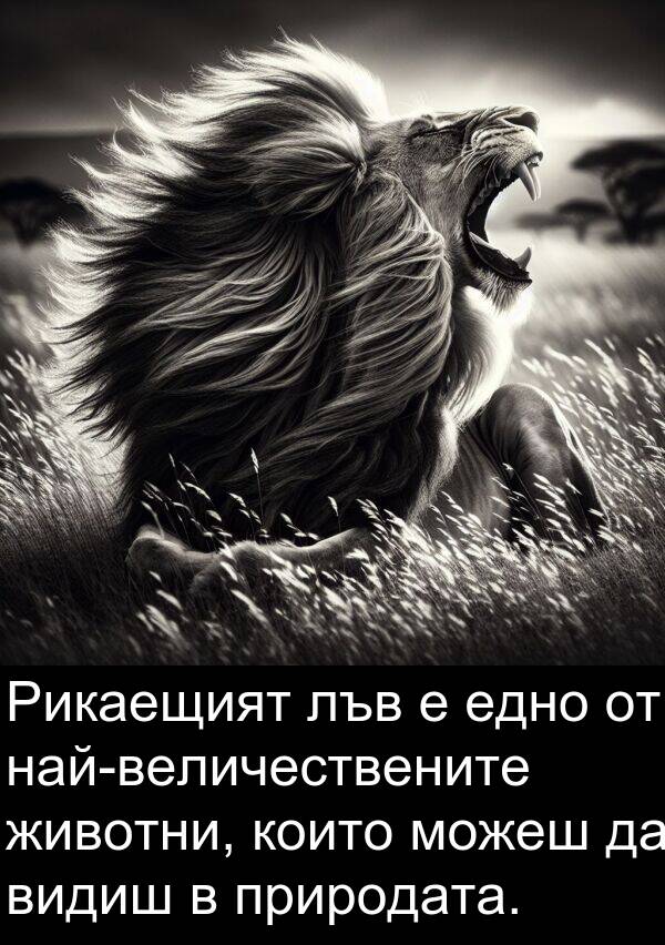 едно: Рикаещият лъв е едно от най-величествените животни, които можеш да видиш в природата.