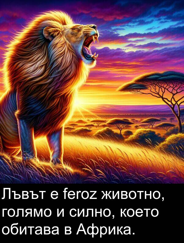 обитава: Лъвът е feroz животно, голямо и силно, което обитава в Африка.