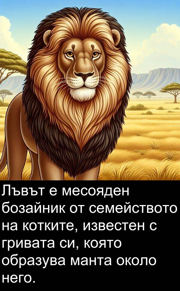 манта: Лъвът е месояден бозайник от семейството на котките, известен с гривата си, която образува манта около него.
