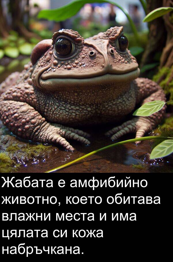 обитава: Жабата е амфибийно животно, което обитава влажни места и има цялата си кожа набръчкана.
