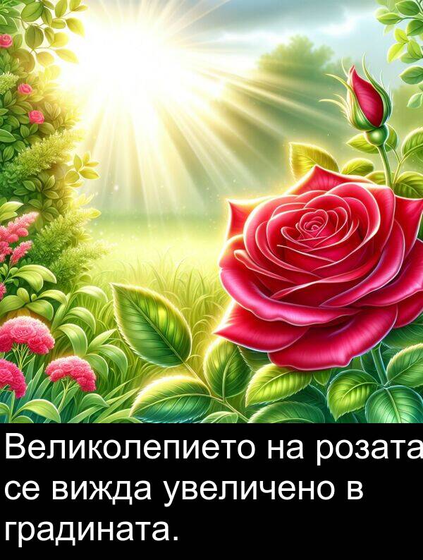увеличено: Великолепието на розата се вижда увеличено в градината.