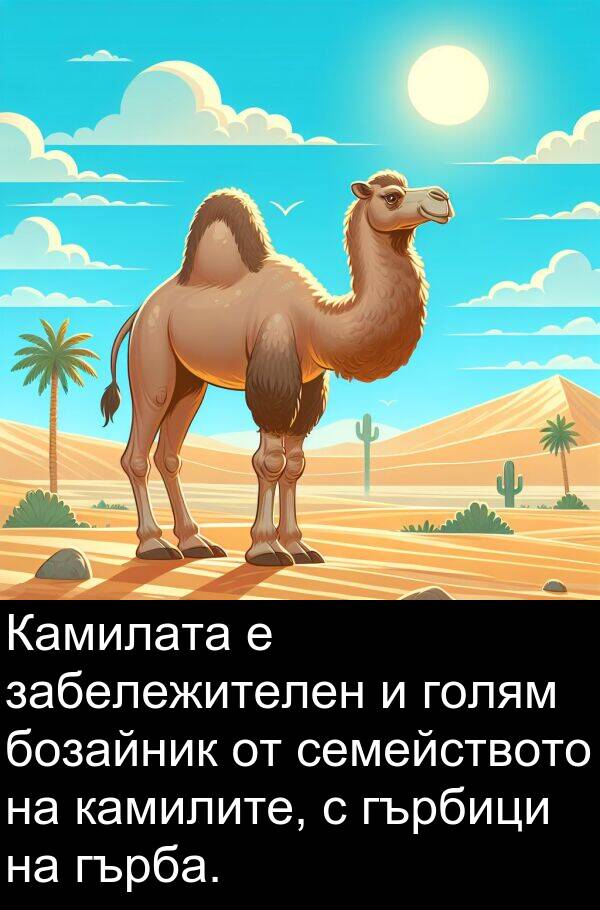 забележителен: Камилата е забележителен и голям бозайник от семейството на камилите, с гърбици на гърба.
