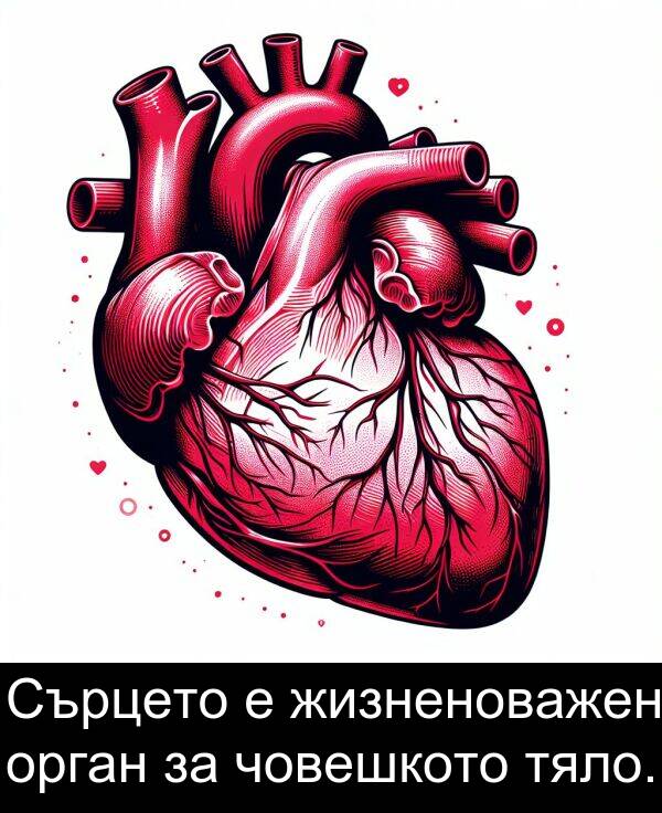 орган: Сърцето е жизненоважен орган за човешкото тяло.