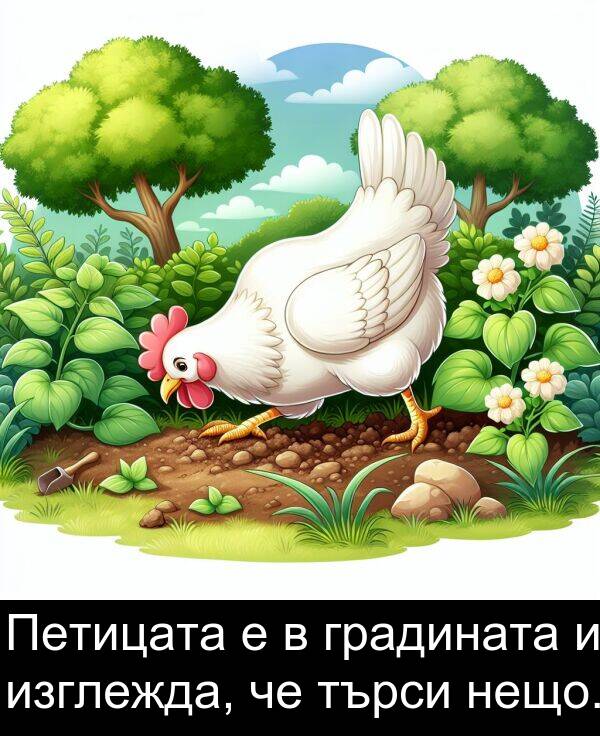 търси: Петицата е в градината и изглежда, че търси нещо.