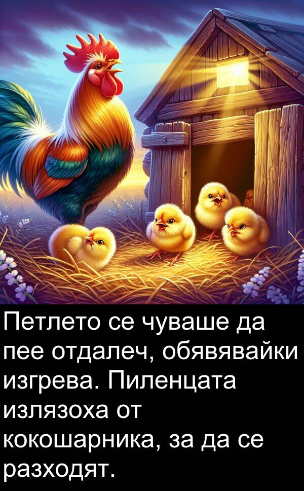 обявявайки: Петлето се чуваше да пее отдалеч, обявявайки изгрева. Пиленцата излязоха от кокошарника, за да се разходят.