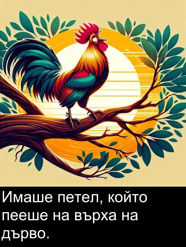 дърво: Имаше петел, който пееше на върха на дърво.
