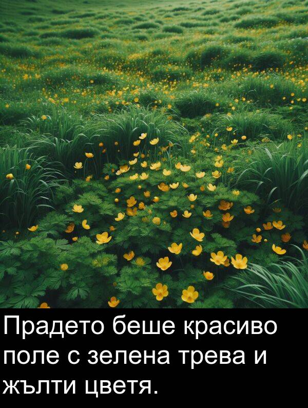 поле: Прадето беше красиво поле с зелена трева и жълти цветя.