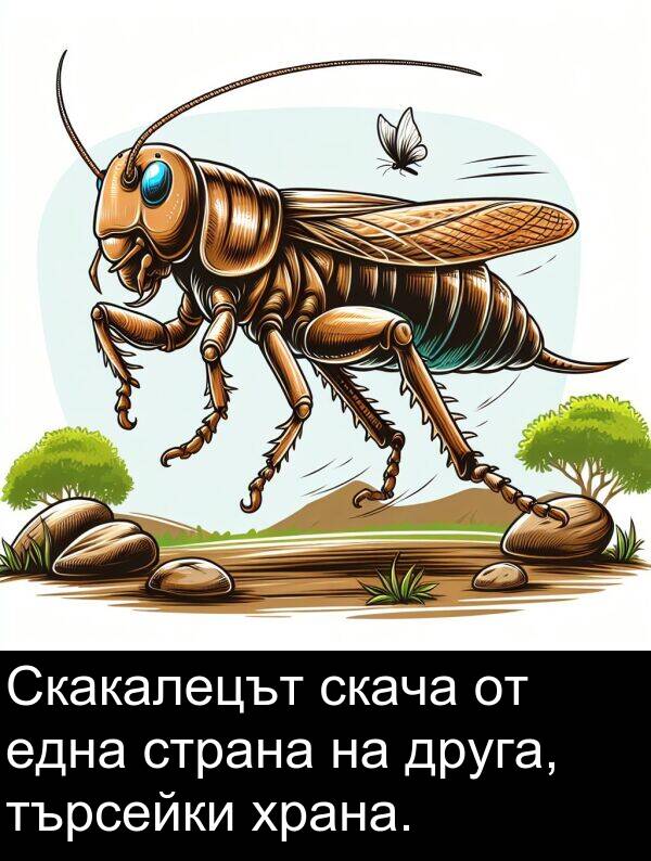 търсейки: Скакалецът скача от една страна на друга, търсейки храна.
