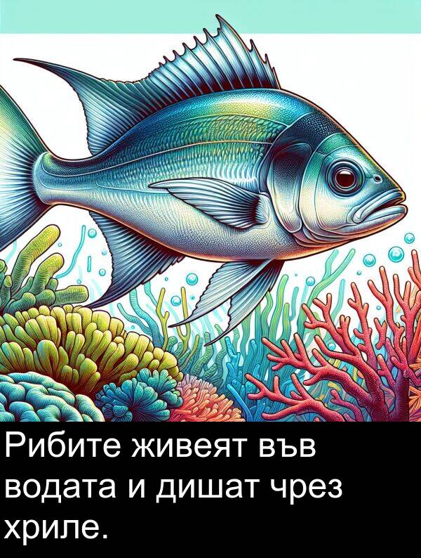 чрез: Рибите живеят във водата и дишат чрез хриле.