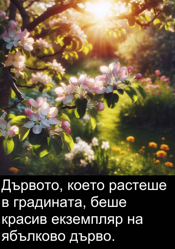 ябълково: Дървото, което растеше в градината, беше красив екземпляр на ябълково дърво.