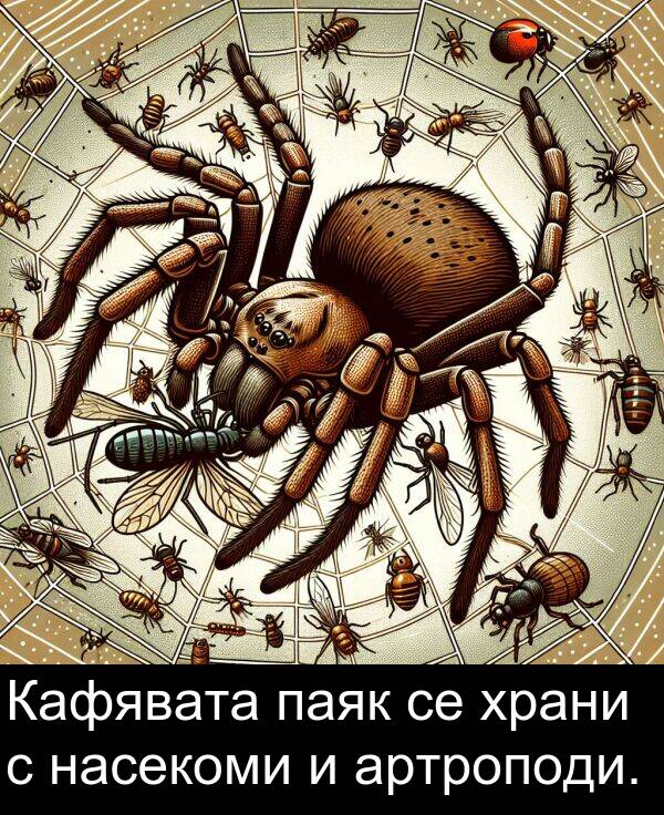 паяк: Кафявата паяк се храни с насекоми и артроподи.