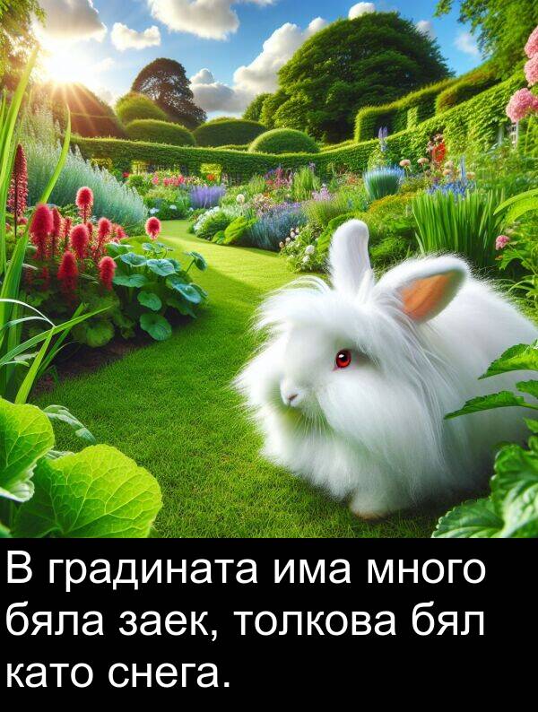 бял: В градината има много бяла заек, толкова бял като снега.