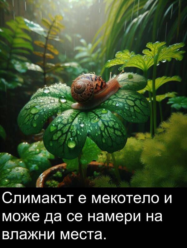 може: Слимакът е мекотело и може да се намери на влажни места.