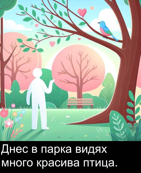 много: Днес в парка видях много красива птица.