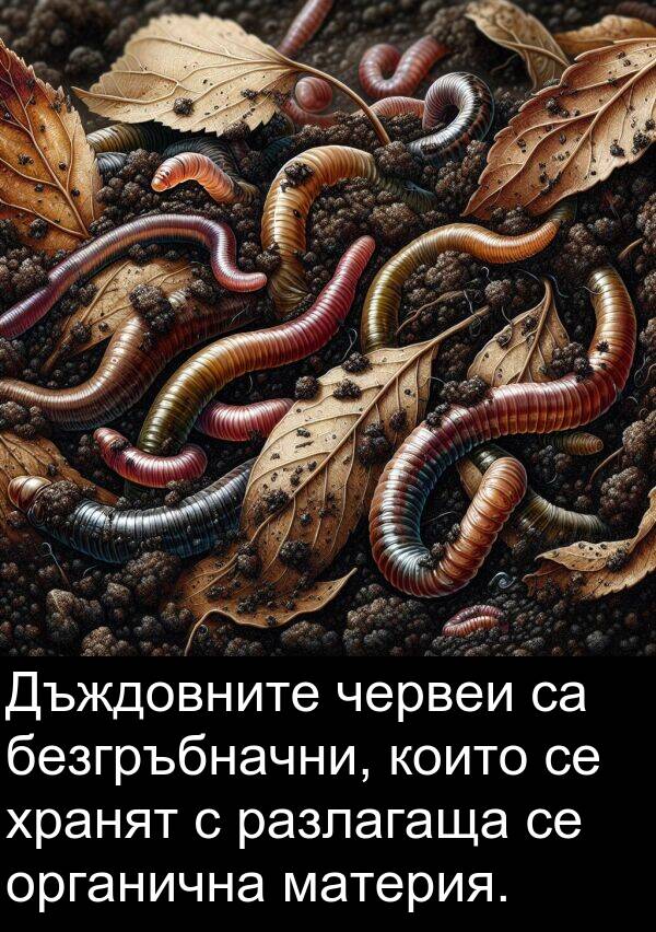 червеи: Дъждовните червеи са безгръбначни, които се хранят с разлагаща се органична материя.