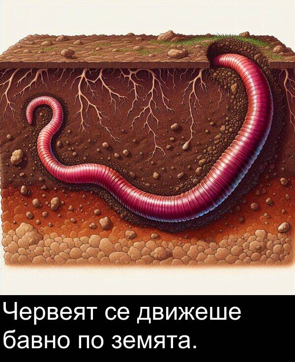 бавно: Червеят се движеше бавно по земята.