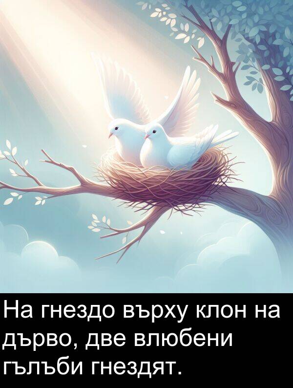 две: На гнездо върху клон на дърво, две влюбени гълъби гнездят.