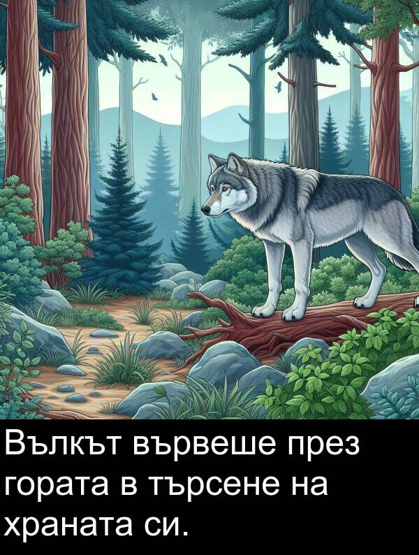 търсене: Вълкът вървеше през гората в търсене на храната си.