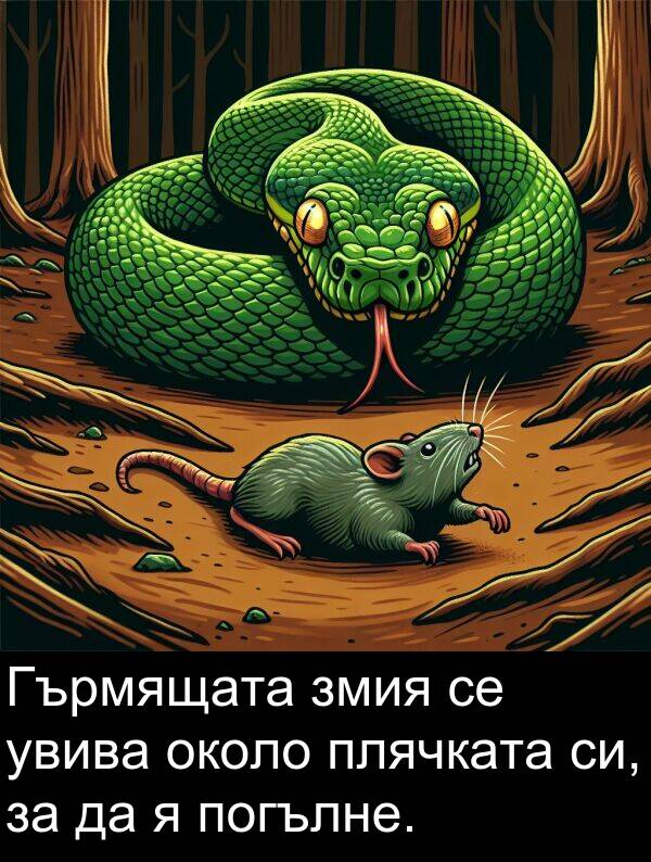 увива: Гърмящата змия се увива около плячката си, за да я погълне.