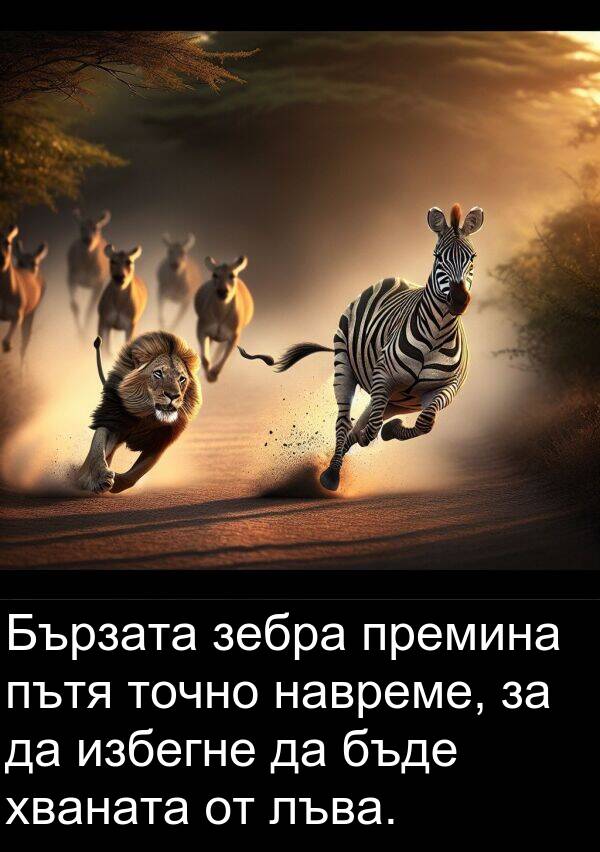 навреме: Бързата зебра премина пътя точно навреме, за да избегне да бъде хваната от лъва.
