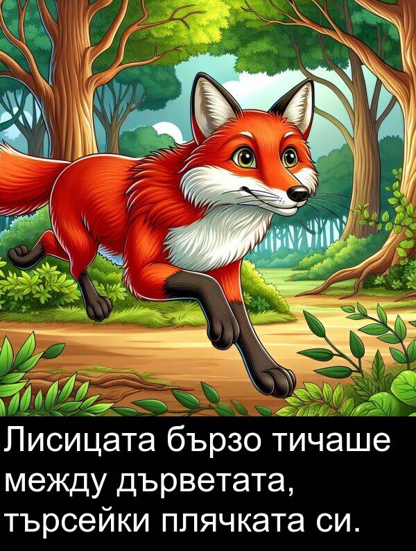 търсейки: Лисицата бързо тичаше между дърветата, търсейки плячката си.