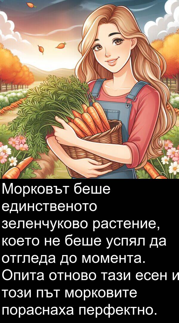 единственото: Морковът беше единственото зеленчуково растение, което не беше успял да отгледа до момента. Опита отново тази есен и този път морковите пораснаха перфектно.