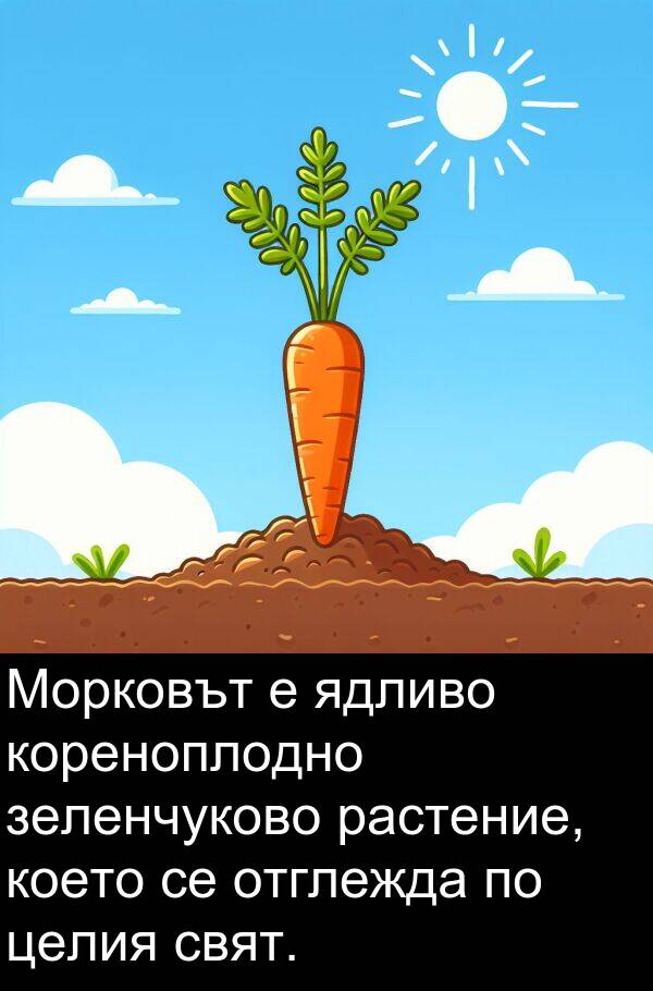 целия: Морковът е ядливо кореноплодно зеленчуково растение, което се отглежда по целия свят.