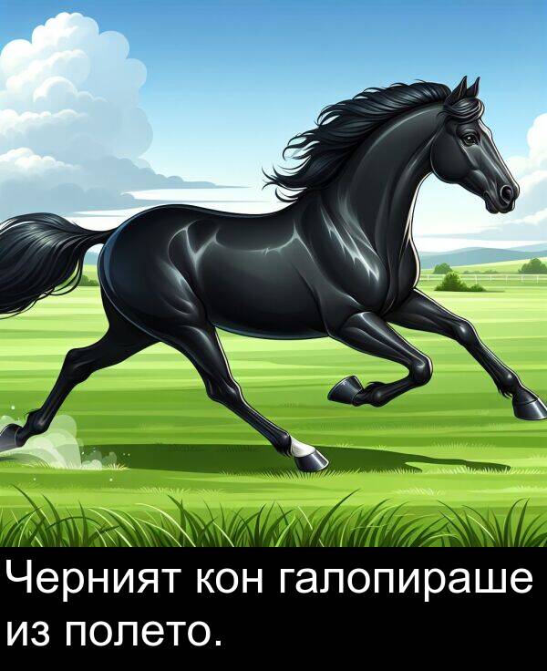 полето: Черният кон галопираше из полето.