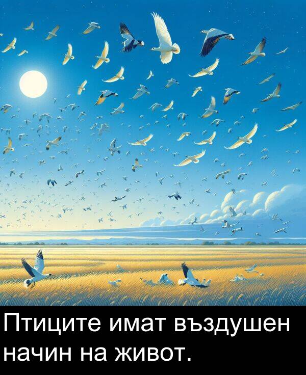 имат: Птиците имат въздушен начин на живот.