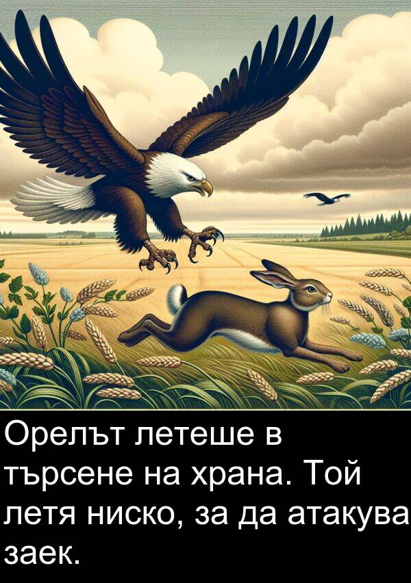 търсене: Орелът летеше в търсене на храна. Той летя ниско, за да атакува заек.