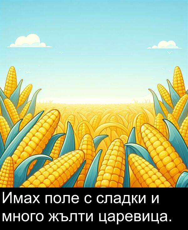 царевица: Имах поле с сладки и много жълти царевица.