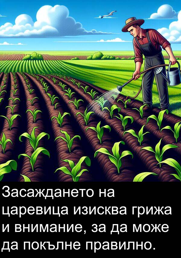 царевица: Засаждането на царевица изисква грижа и внимание, за да може да покълне правилно.