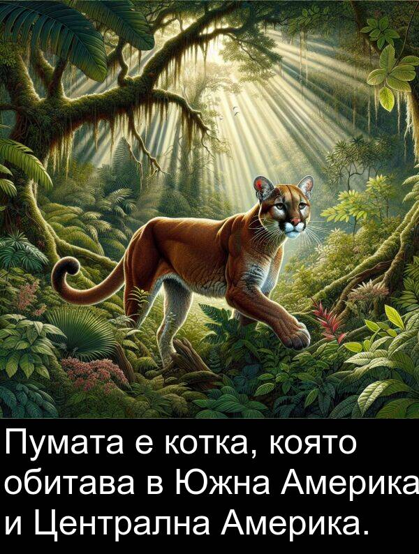 обитава: Пумата е котка, която обитава в Южна Америка и Централна Америка.